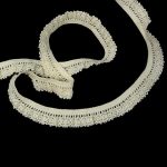 Мереживо 75411 200, сурове, нефарбоване, на резинці, 18 мм - Зображення 4